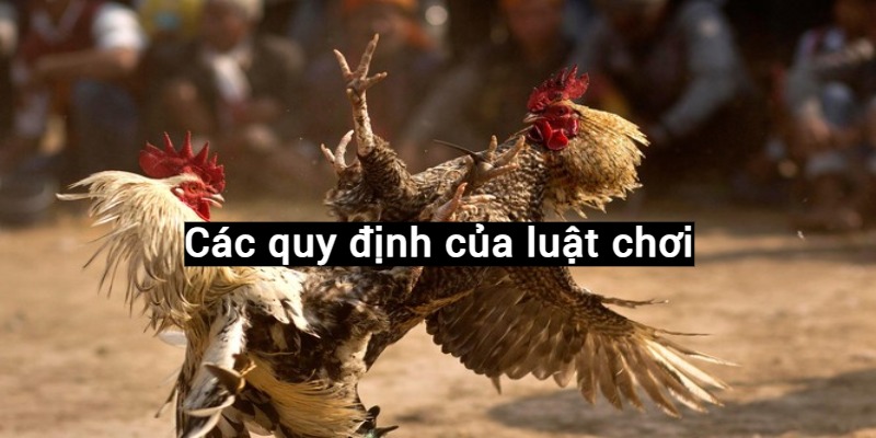 Các quy định về luật chơi đá gà Thomo